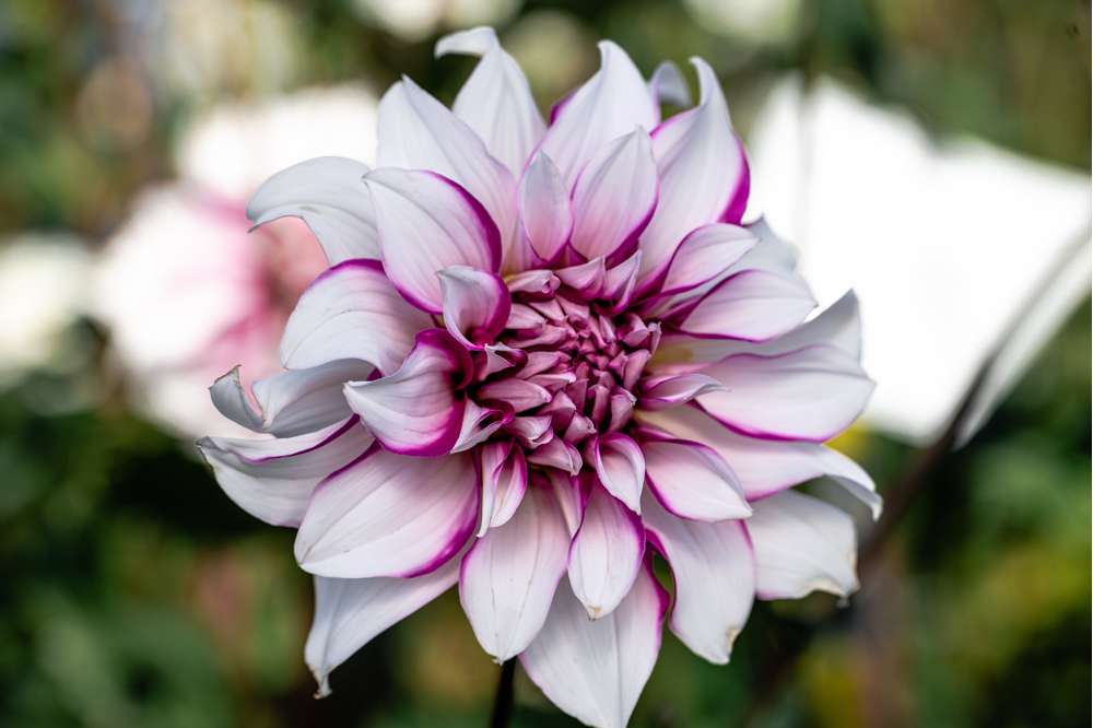 Dahlia 'Radegast'